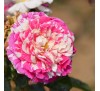Роза плетистая Ванилль Фрэйз (Vanille Fraise)